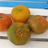 Image result for Orange Hybrid Pomelo Mandarin