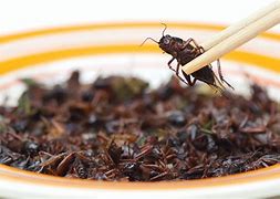 Image result for Cricket Meal in Food