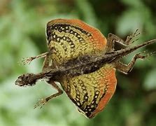 Image result for Black Forest Dragon Lizard