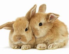 Image result for Pictures of Bunnies Snuggling