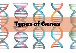 Image result for Gene Types