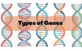 Image result for Constitutive Genetics