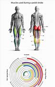 Image result for Cycling Muscles
