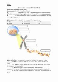 Image result for DNA and Genes Worksheet