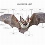 Image result for Bat Anatomy Side