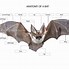 Image result for Bat Anatomy Diagram