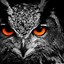Image result for Colourful Owl