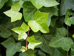 Image result for HEDERA HELIX LITTLE DIAMANT