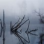Image result for What Does a Swamp Look Like