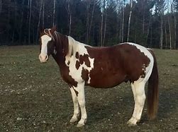 Image result for Brown and White Horse with a Person