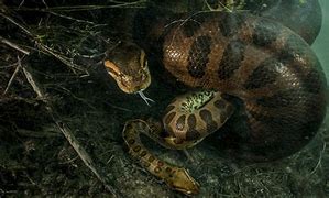 Image result for women anacondas facts