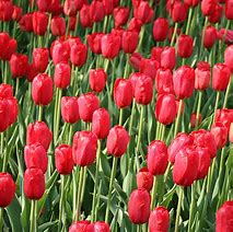 Tulipa Sky High Scarlet-साठीचा प्रतिमा निकाल