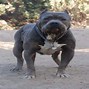 Image result for American Pit Bull Terrier Blue Nose