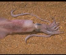 Image result for Squid Animal
