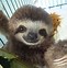 Image result for Sloth in Space Wallpaper for Laptop