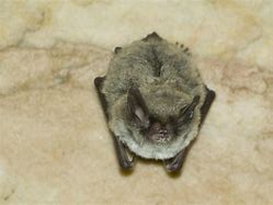 Image result for Missouri Bats Species