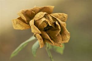 Image result for Brown Roses