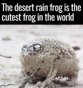 Image result for Dessert Frog Meme