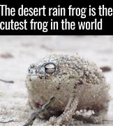 Image result for Desert Frog Meme