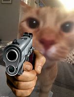 Image result for Cat Gun Meme