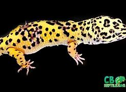 Image result for Biggest Leopard Gecko in the World
