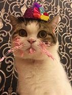 Image result for Cat Holding Cake