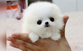 Image result for Smallest Cutest Animals in the World