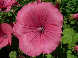 Image result for Bright Pretty Flowers