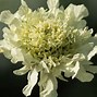 Image result for Cephalaria alpina