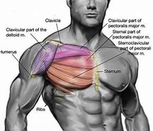Image result for Chest Anatomy Bodybuilding