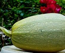 Image result for Green Squash