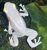 Image result for Albino Tree Frog