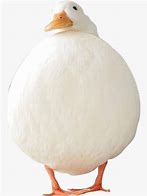 Image result for Chonky Duck