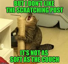 Image result for Funny Bad Cat Memes