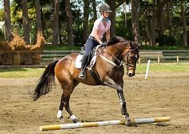Image result for Horse Pole Exercises