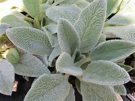 Image result for Stachys byzantina