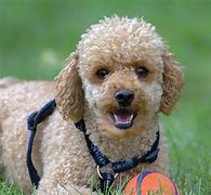 Image result for Small French Dog Breeds
