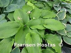 Hosta Behemoth に対する画像結果