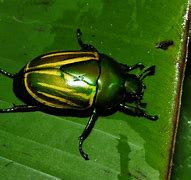 Image result for Green and Yellow Beetle