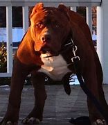 Image result for Pit Bull Pictures Extra Large Head