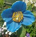 Image result for Meconopsis Lingholm