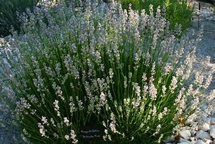 Image result for Lavandula angustifolia Hidcote White