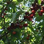 Image result for Prunus avium Bigarreau Van Helmen