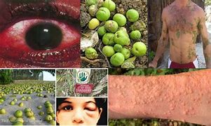 Image result for Manchineelthe Little Apple of Death