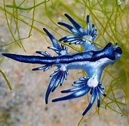 Image result for sich blaue