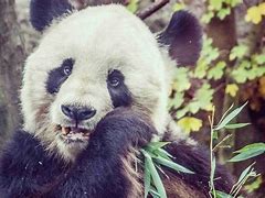 Image result for Giant Panda Extinction