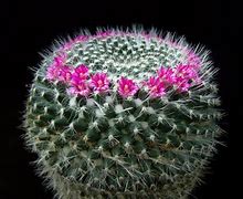 Image result for Mammillaria Hahniana