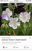 Image result for Geranium pratense ‘Striatum Akaton’