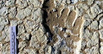Image result for 20000 Year Old Footprint Found in Australia