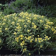 Résultat d’images pour Helichrysum Schwefellicht